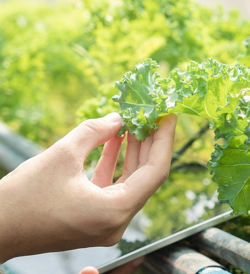 New EU Food Safety Regulations: What You Need to Know